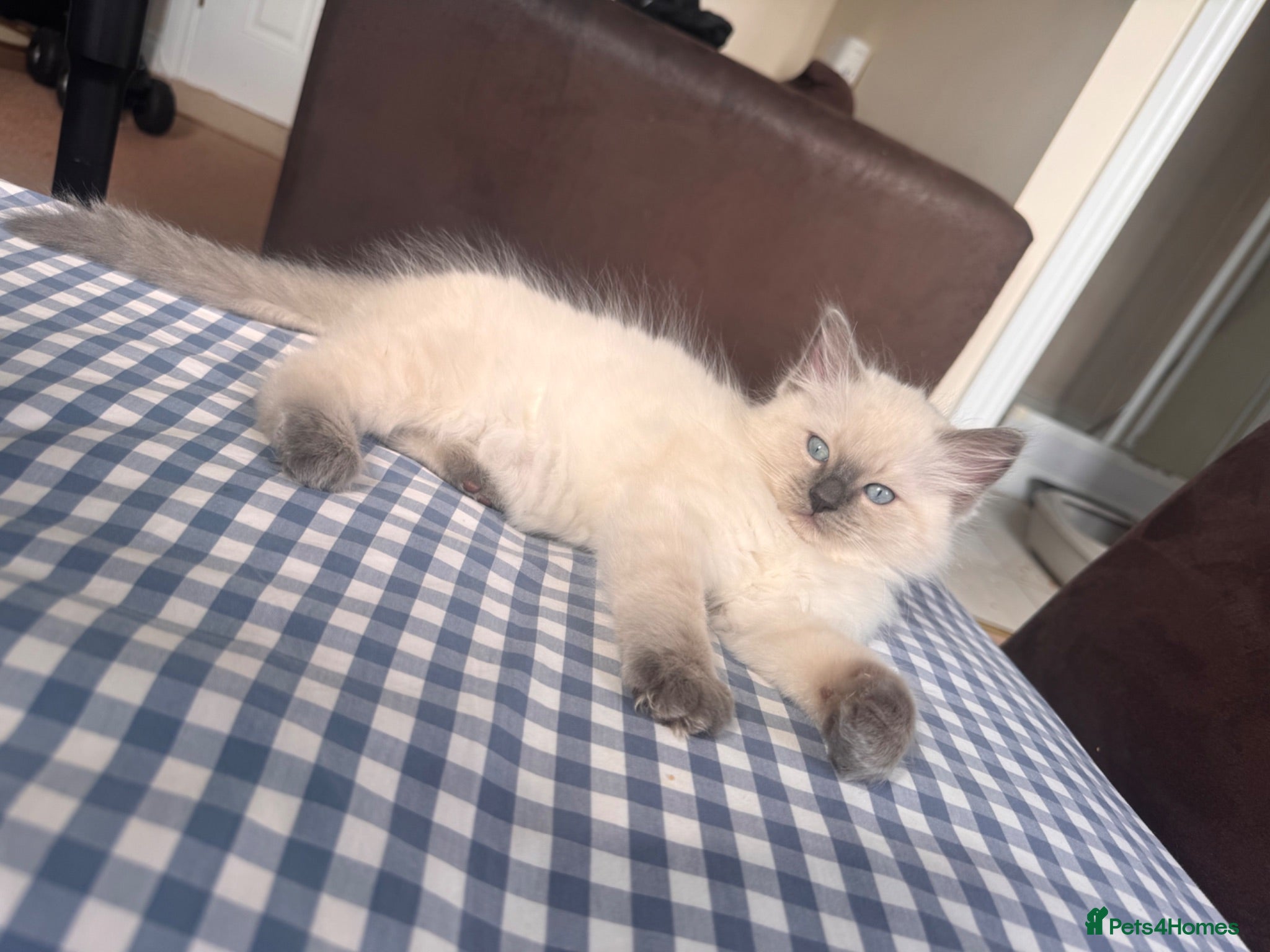 Ragdoll cats GCCF Adorable ragdoll kittens ready to gohome now - Advert 2