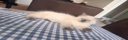 Ragdoll cats for sale: GCCF Adorable ragdoll kittens ready to gohome now - Advert 14