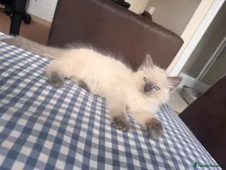 Ragdoll cats GCCF Adorable ragdoll kittens ready to gohome now - Advert 2