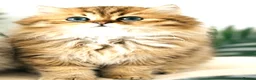 Persian cats for sale: Beautiful doll-face Persian Chinchilla kittens in Slough - Advert 4