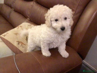 Bordoodle dogs BORDOODLE puppies DNA screened - Advert 13