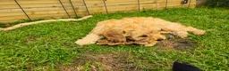 Cockapoo dogs for sale: Cockapoo F2 - Advert 22
