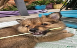 German Spitz dogs for sale: German spitz puppy girl - Image 4