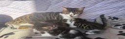 Mixed Breed cats for sale: 🐾 For Sale: 3 Unique Kittens (2 Boys & 1 Girl)  in Wokingham - Advert 3