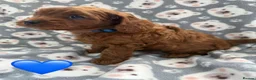 Cavapoo dogs for sale: Stunning Fox Red F1 Cavapoo Puppies H/C  - Advert 25