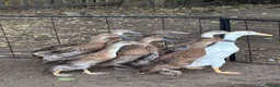 Ducks poultry for sale: Indian Runner Ducklings  - Advert 3
