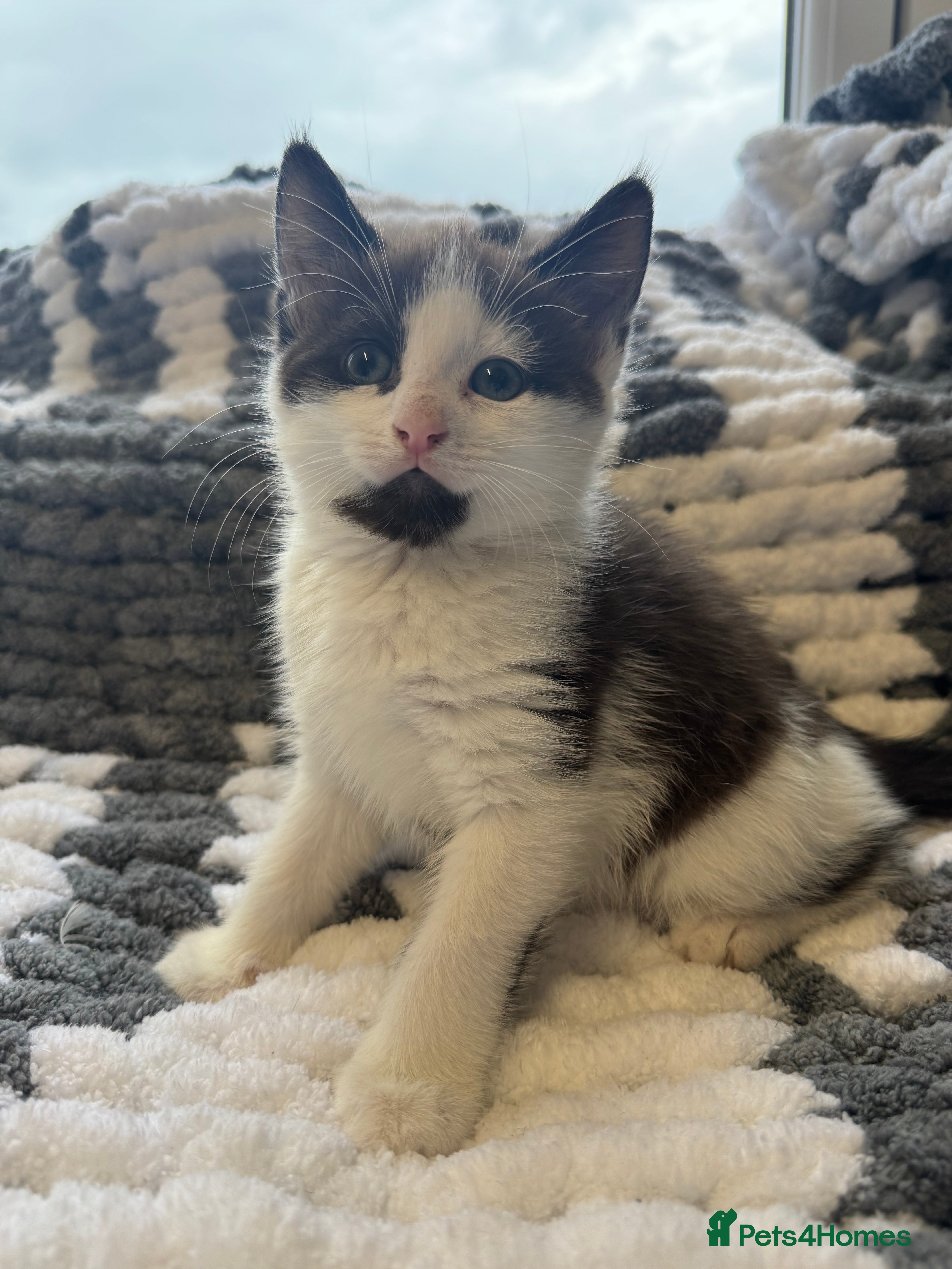 Mixed Breed cats 2 Kittens for sale! ReadyToGo - Advert 3