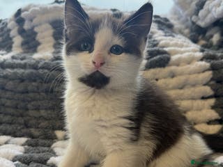 Mixed Breed cats 2 Kittens for sale! ReadyToGo - Advert 9