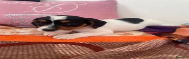 Mixed Breed 5