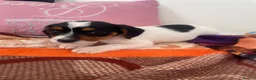 Mixed Breed dogs for sale: Cocker spaniel x Jack Russell in Doncaster - Advert 2