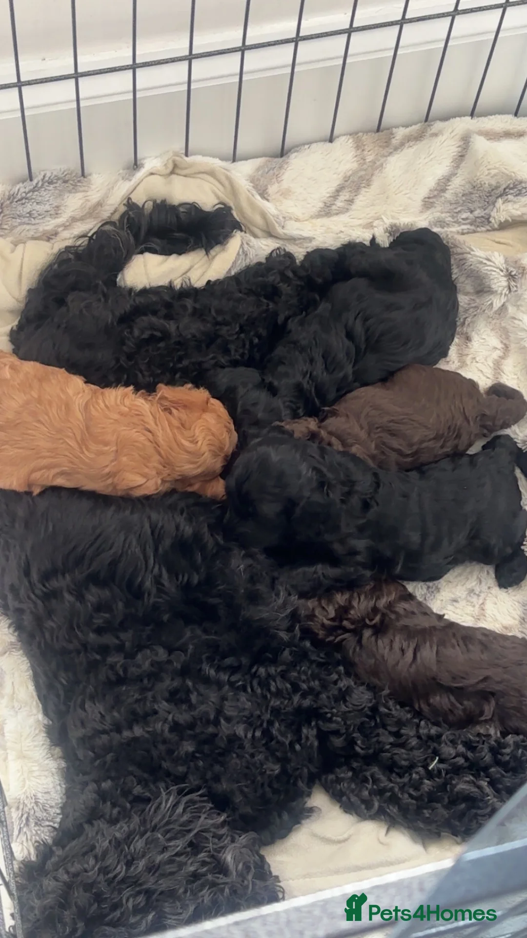 Cockapoo dogs for sale: 🐾2 Beautiful cockapoo Females🐾 - Advert 8