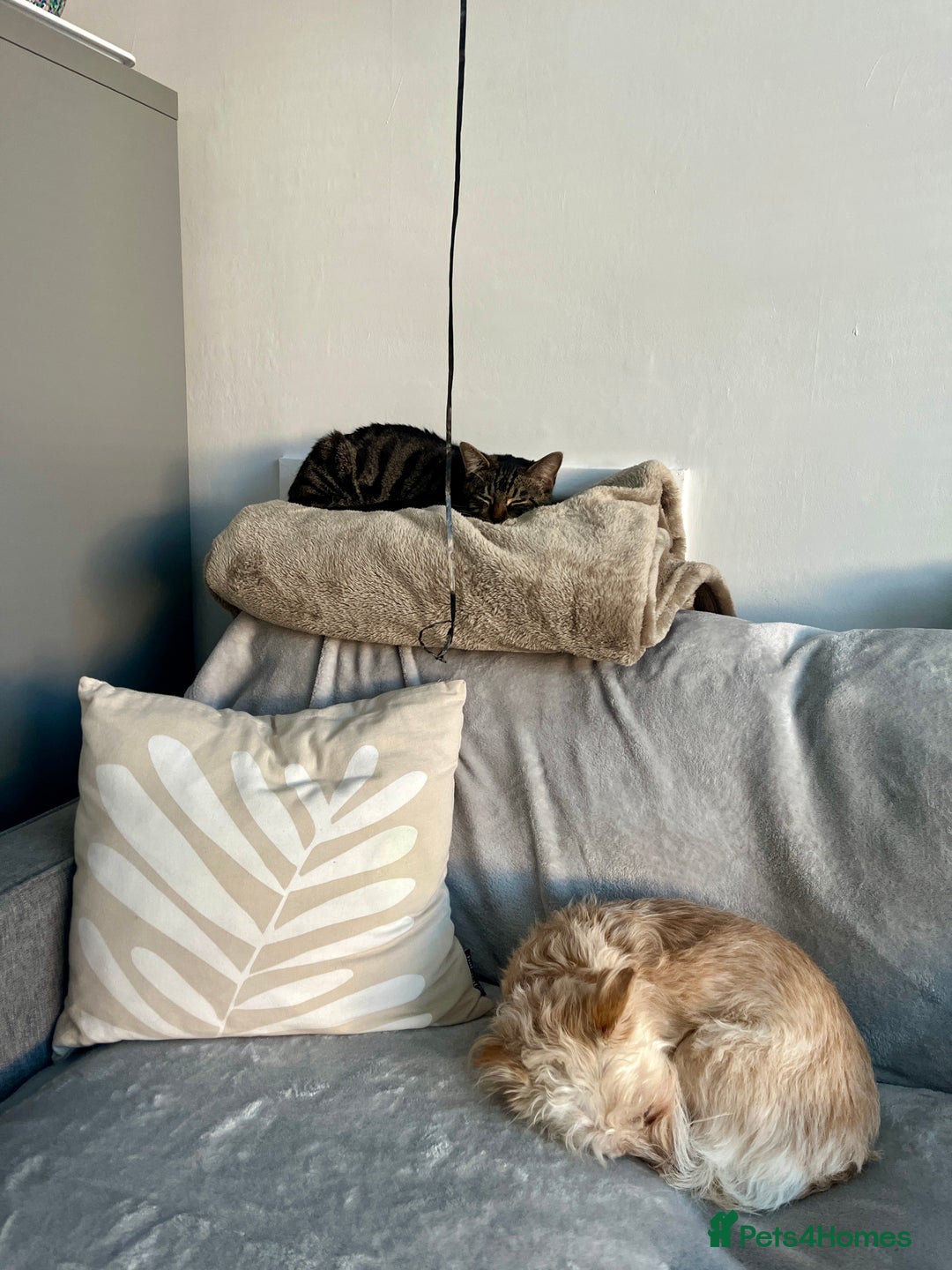 Bengal cats for sale: Female Bengal Kitten For Sale - Advert 3