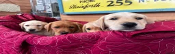 Labrador Retriever dogs for sale: KC Reg Labrador pups Working Traditional Chunky - Advert 6