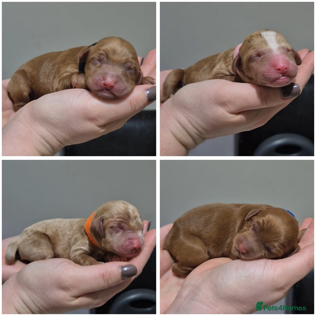 Australian Labradoodle dogs for sale: 1 boy and 1 girl left - Advert 18