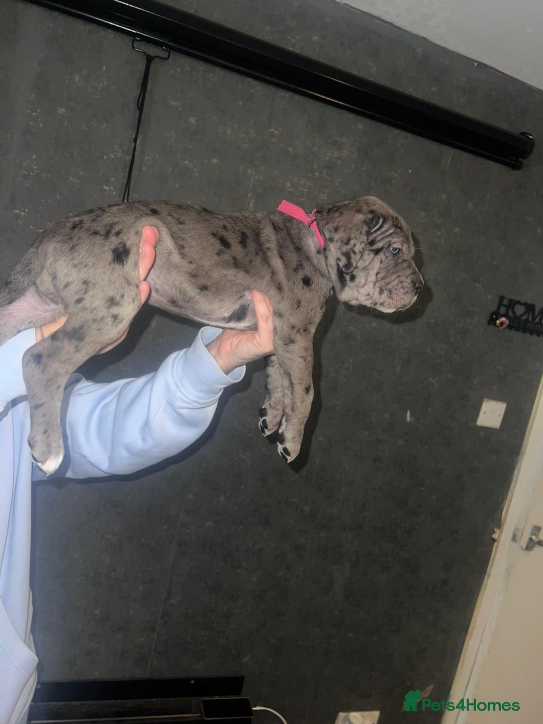 Cane Corso dogs for sale: Cane Corso Pups - Advert 14