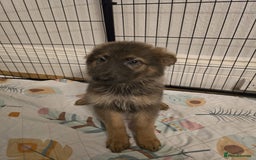 German Shepherd dogs for sale: READY NOW long hair straight back German shepherd - Image 23