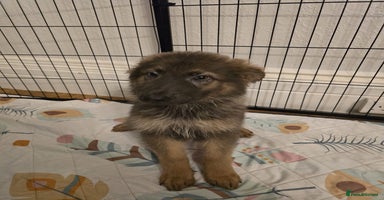 German Shepherd dogs - Advert 7