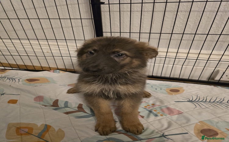 German Shepherd dogs - Advert 14