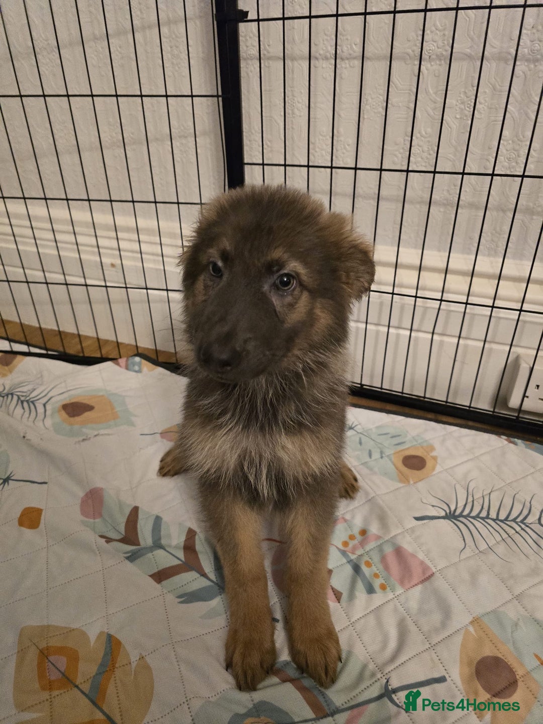 German Shepherd dogs for sale: READY NOW long hair straight back German shepherd - Image 23