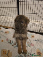 German Shepherd dogs - Advert 7