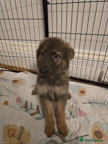 German Shepherd dogs - Advert 1