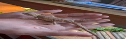 Bearded Dragon reptiles for sale: Bearded Dragon and Full set up in Walsall - Advert 3
