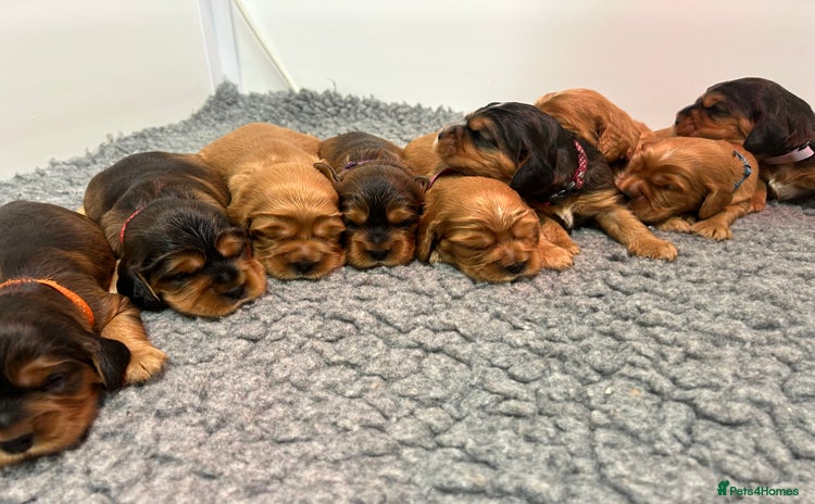 Cockalier dogs Adorable cockalier puppies 💙🩵💜❤️🩷 - Advert 1