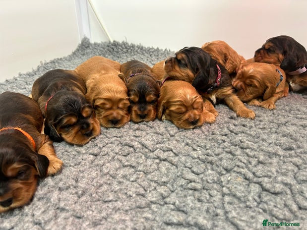 Cockalier dogs Adorable cockalier puppies 💙🩵💜❤️🩷 - Advert 1