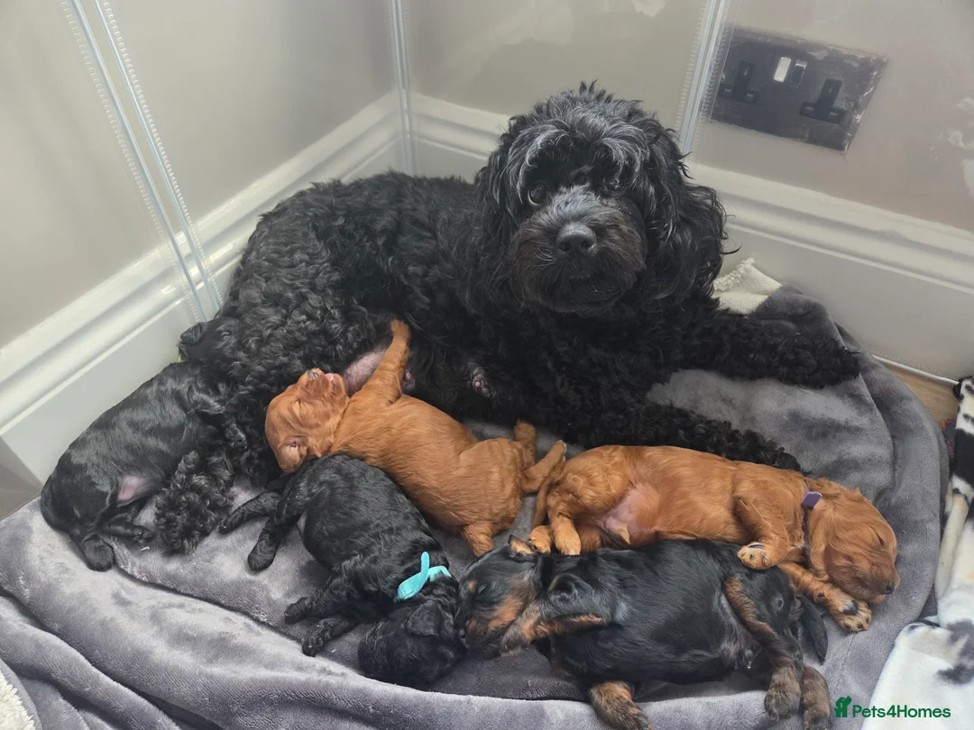 Cockapoo dogs for sale: Cockapoo puppies  in Walsall - Advert 2