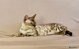 Bengal cats for sale: 🐾PUREBRED Active for breed Bengal girl🐾  - Image 11