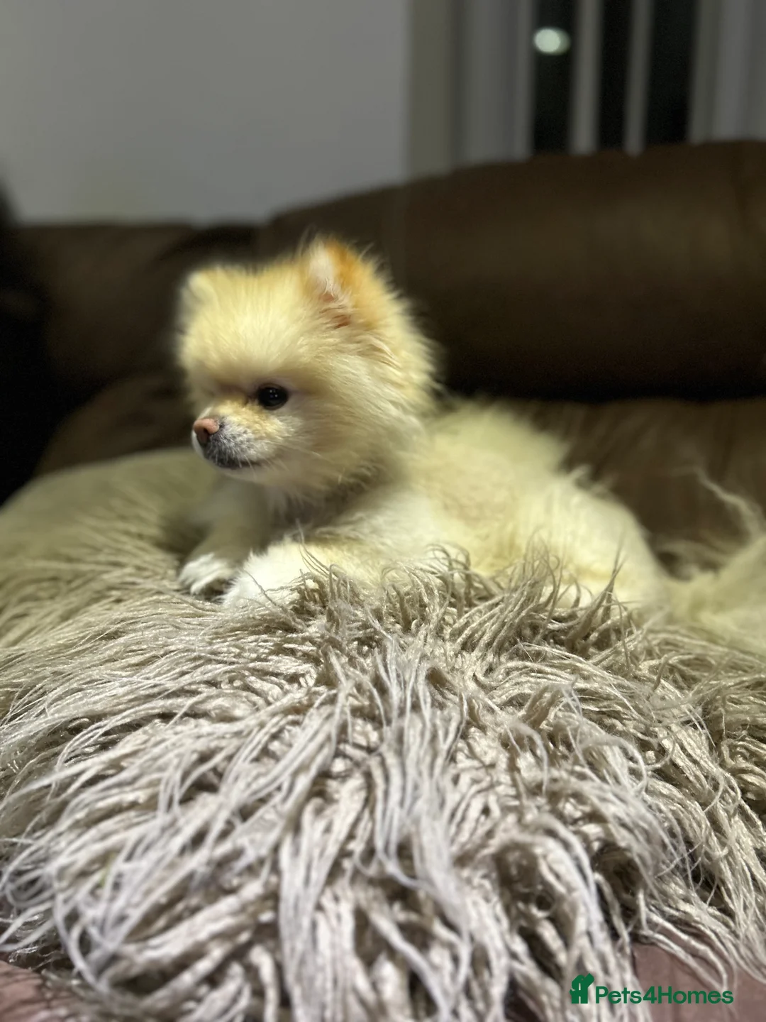 Pomeranian dogs for sale: Beautiful KC registered  **  pomeranian boy - Advert 2