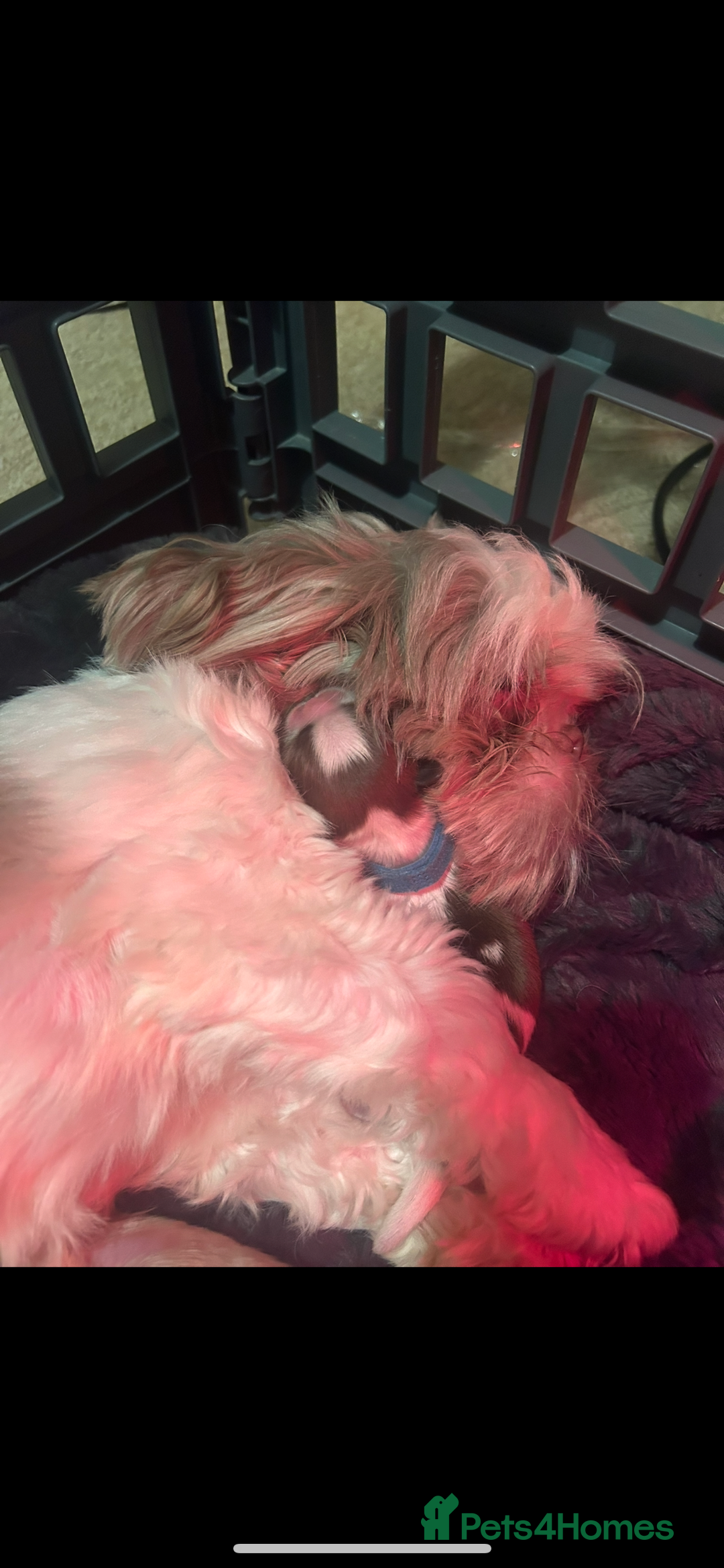 Shih Tzu dogs for sale:  ✨🐶 Exceptional Shih Tzu Puppies Available 🐶✨ - Advert 8