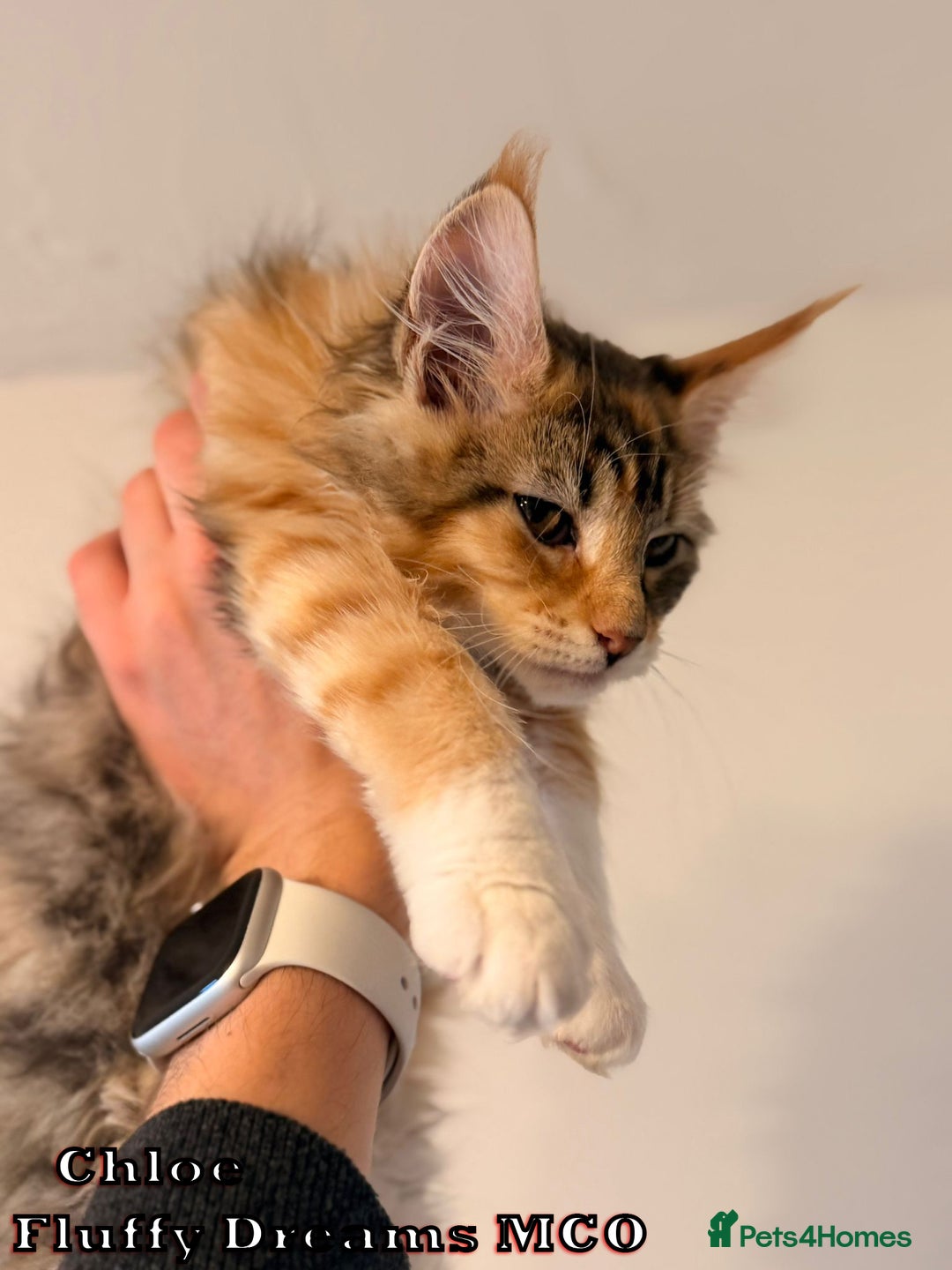 Maine Coon cats for sale: Fluffy Maine Coons 3 girls 1 boy active/non-active - Image 14
