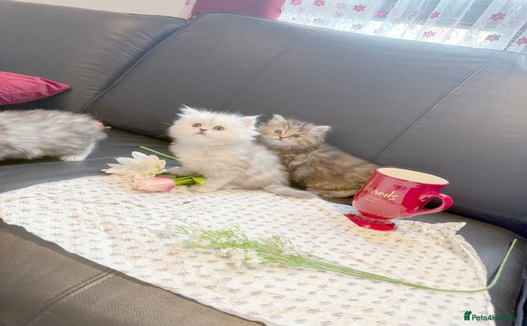 Ragdoll cats - Advert 1
