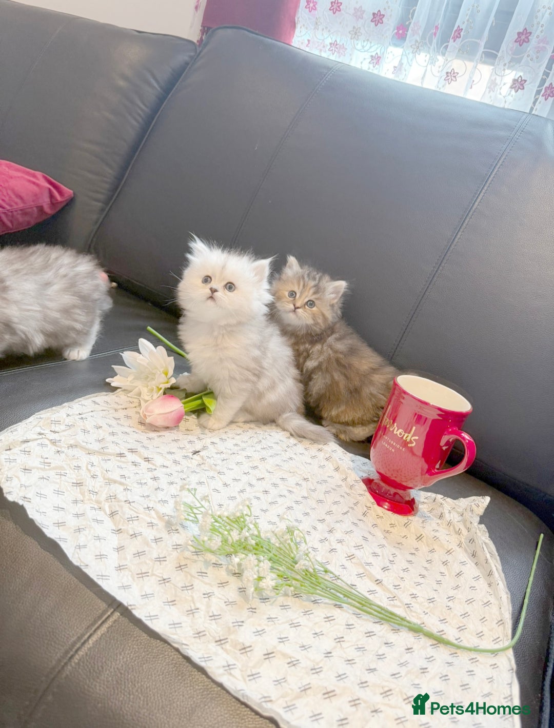 Ragdoll cats for sale: 🐾Fluffy Little Dreamers Are Here!🐈 - Image 1