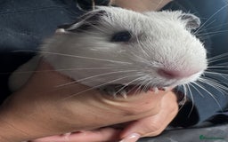 Guinea Pig rodents for sale: 2 boy piggies to go together black and white  - Advert 2