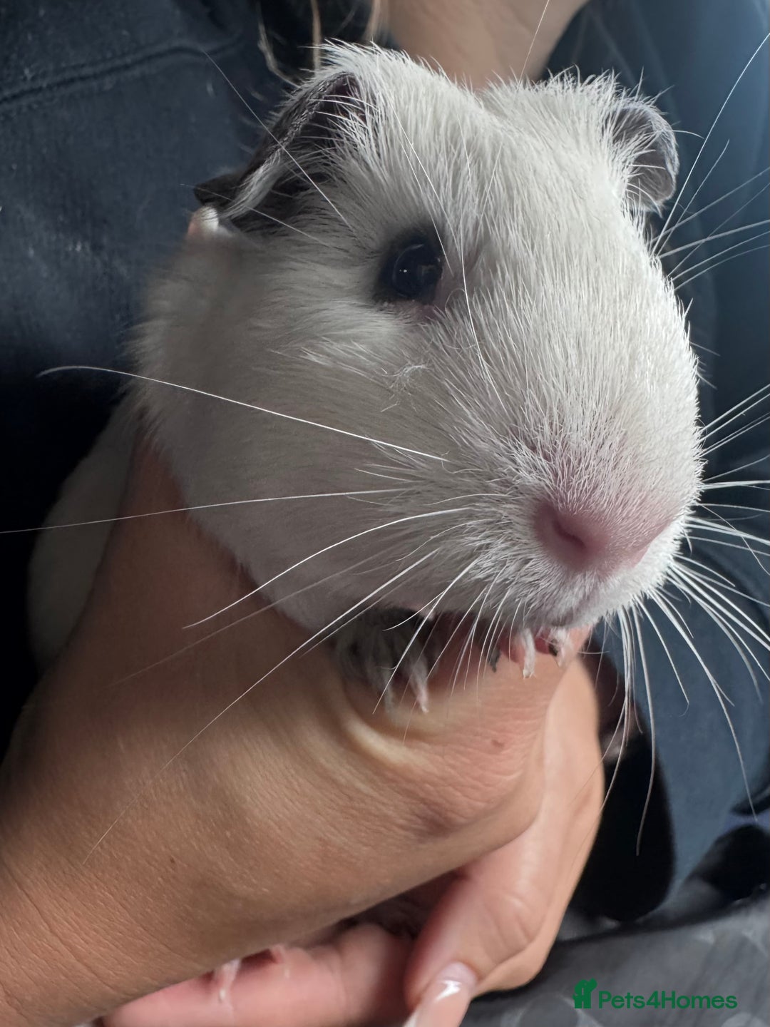 Guinea Pig rodents for sale: 2 boy piggies to go together black and white  - Advert 2
