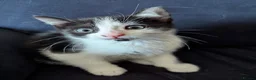 Mixed Breed cats for sale: 2 kittens for sale - Advert 4