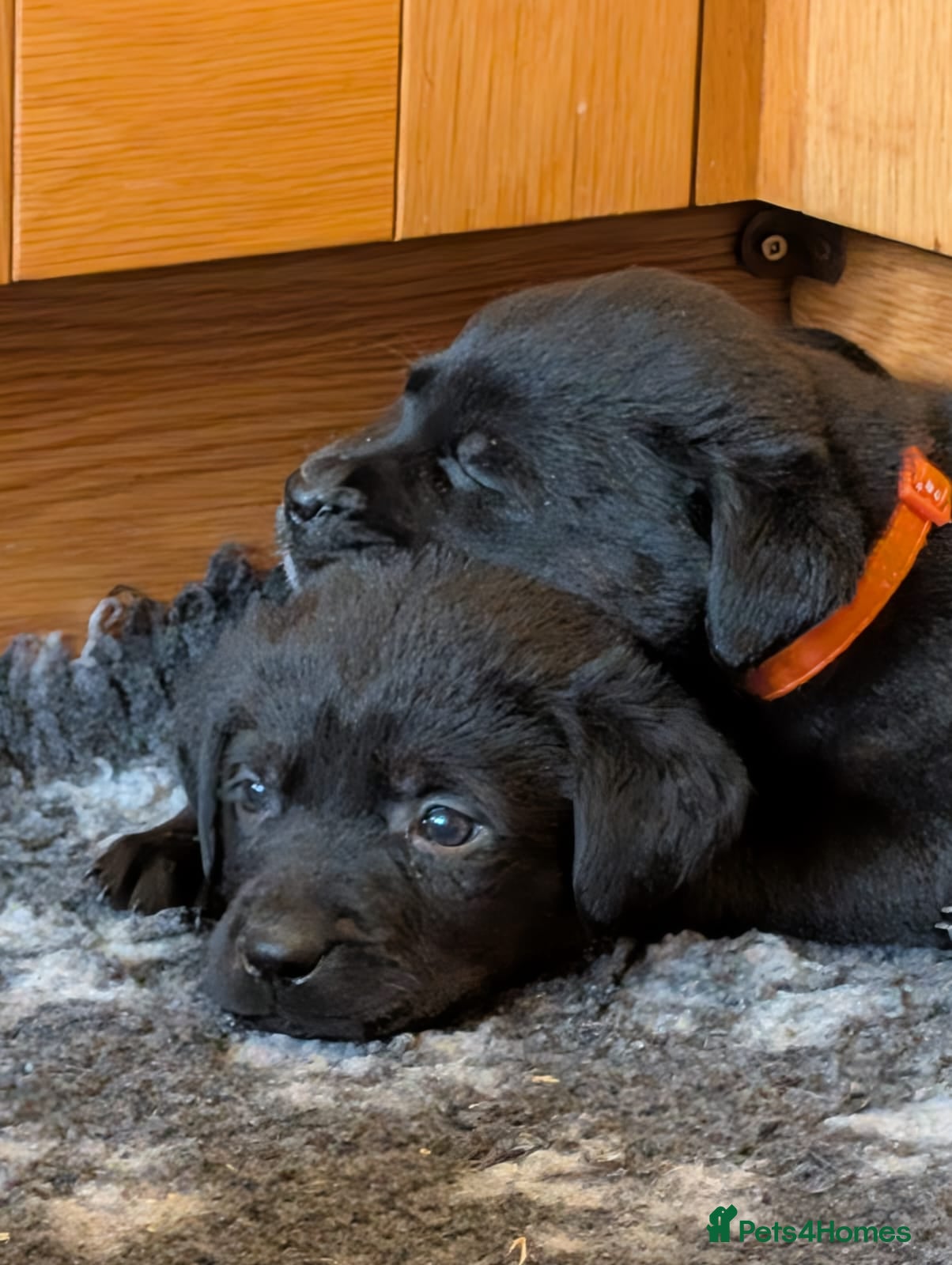 Mixed Breed dogs Labrador x Rottweiler (Rottador) - Advert 4