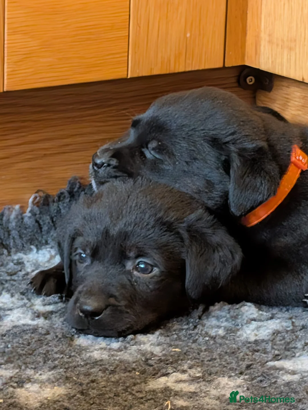 Mixed Breed dogs for sale: Labrador x Rottweiler (Rottador) - Advert 1