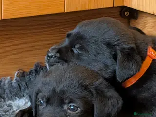 Mixed Breed dogs Labrador x Rottweiler (Rottador) - Advert 4