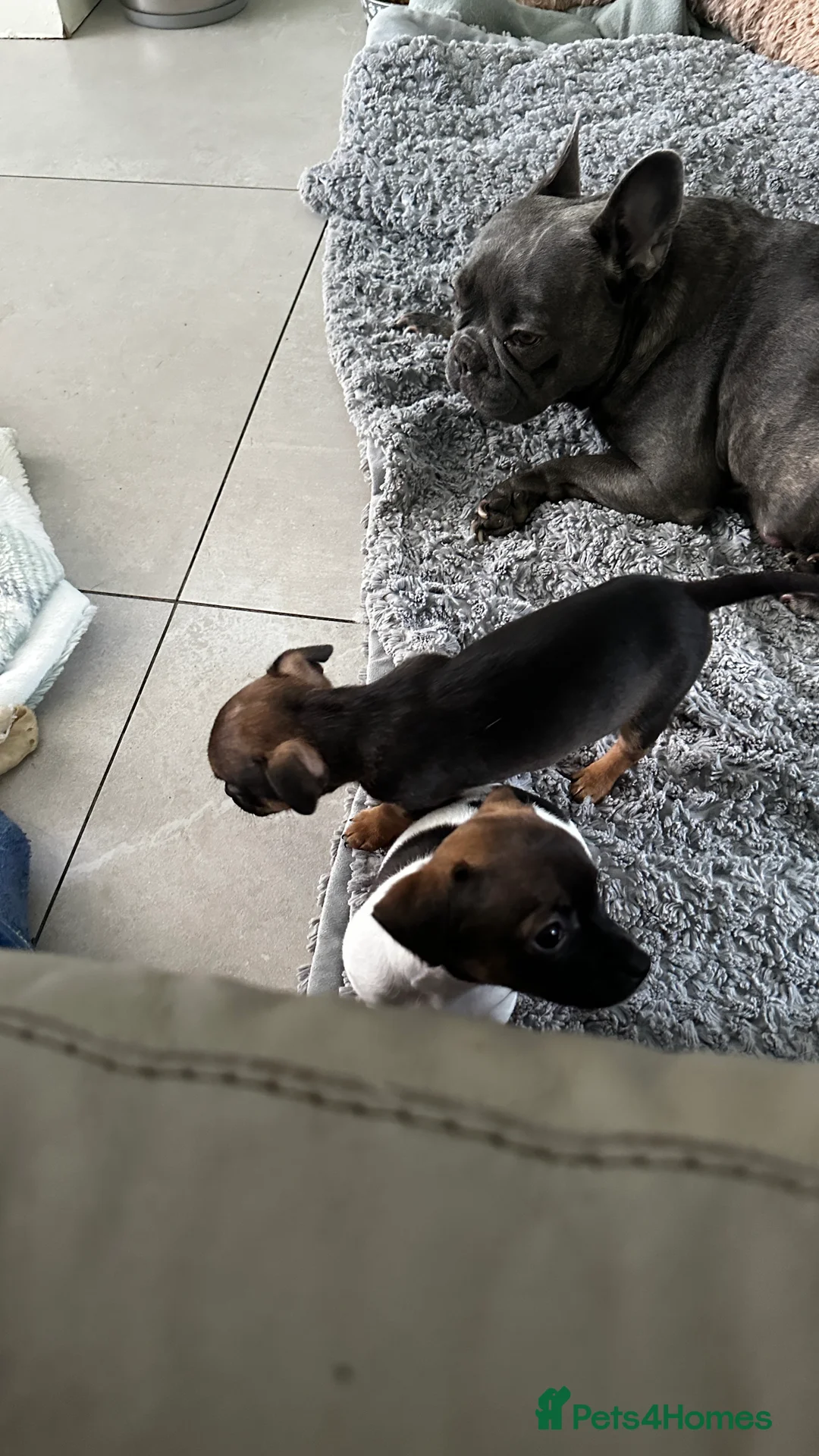 Mixed Breed dogs for sale: French Jacks x 5 - Advert 15