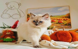 Ragdoll cats for sale: GCCF Ragdoll Kittens - Outstanding!  - Image 27