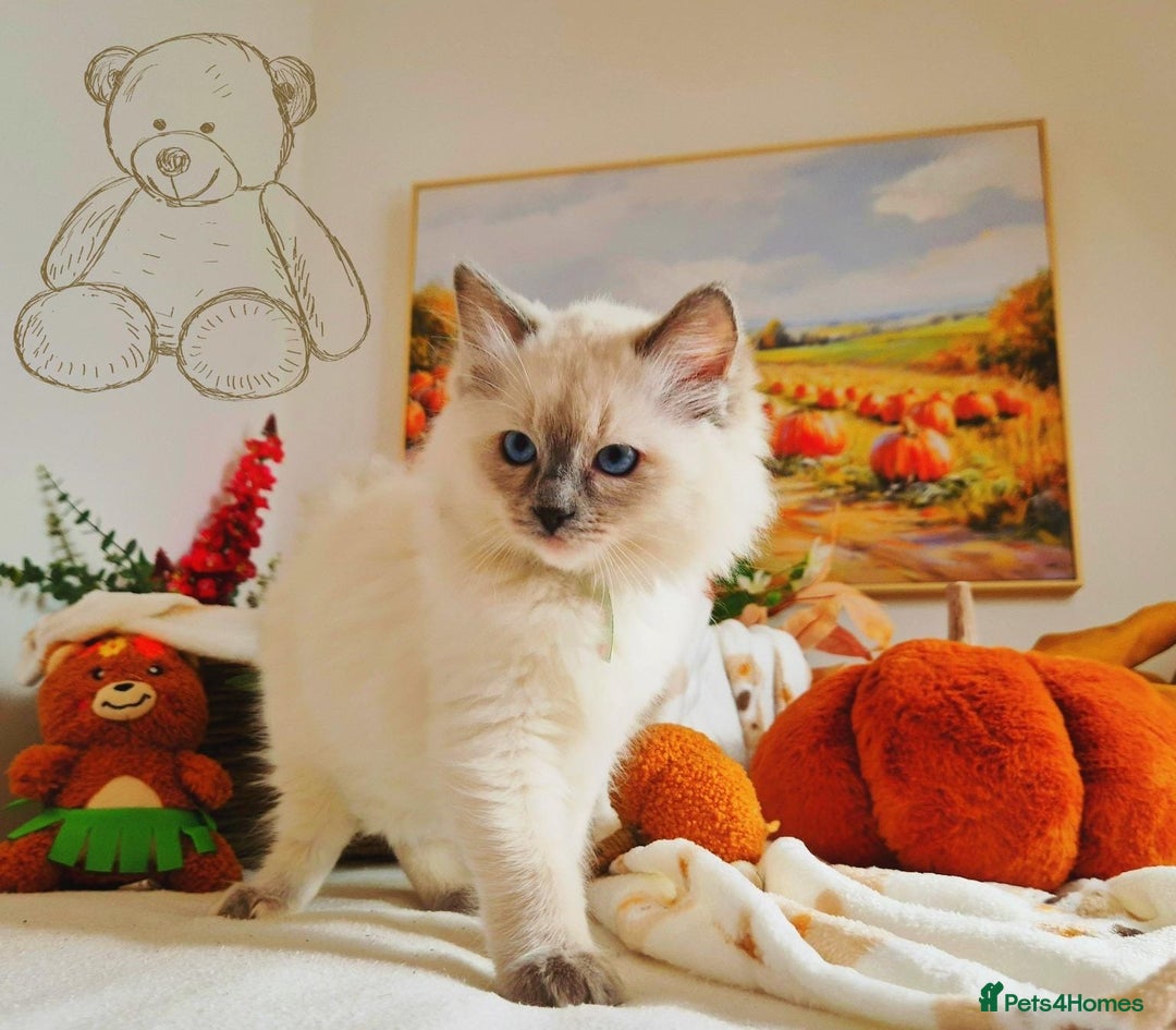 Ragdoll cats for sale: GCCF Ragdoll Kittens - Outstanding!  - Image 27