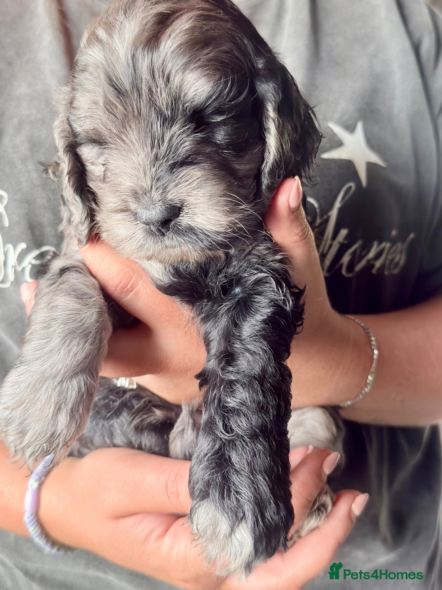 Cockapoo dogs for sale: F1b cockerpoo puppies  in Hitchin - Advert 3