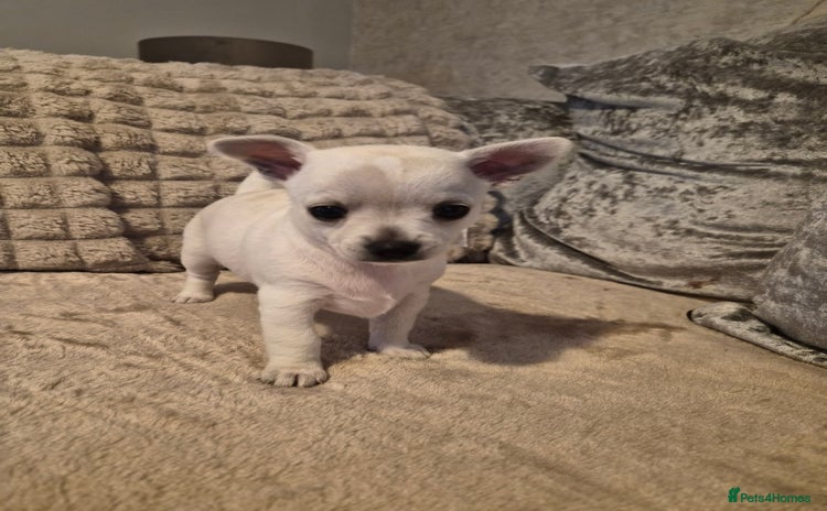Chihuahua dogs - Advert 1