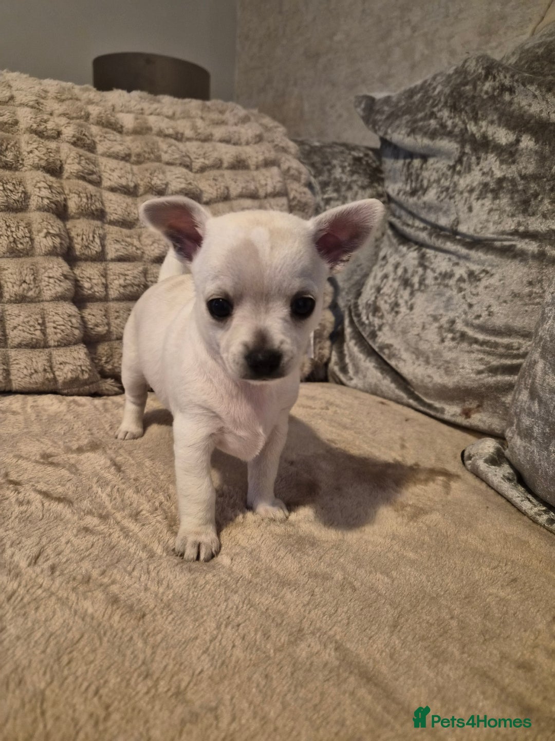 Chihuahua dogs for sale: White Lilac female chihuahua  - Image 1