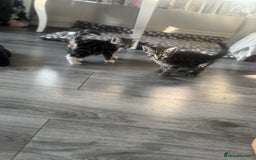 British Longhair cats for sale: two fluffy tabby’s🥹 - Image 5