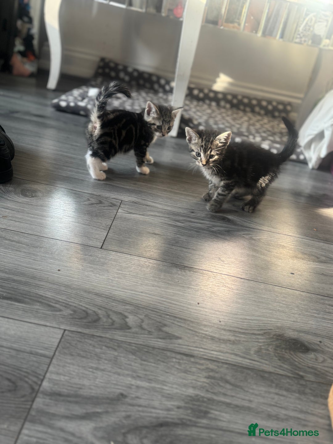 British Longhair cats for sale: two fluffy tabby’s🥹 - Image 5