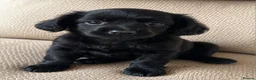Patterjack dogs for sale: 🐾Gorgeous Patterdale Jack Puppies – Ready Now 🐾 - Advert 4